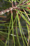 Pond pine